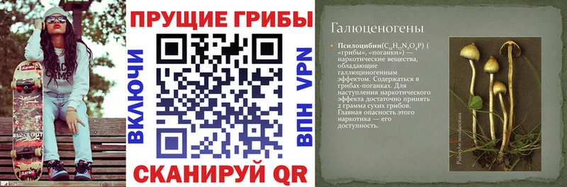 Галлюциногенные грибы Cubensis  закладки  Шиханы 
